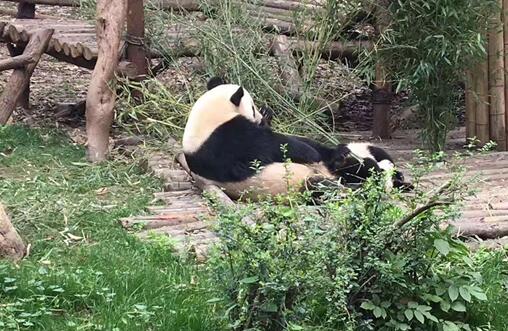 你真可爱，我能把你发到朋友圈吗？ ——小记我校高一年级熊猫基地参访