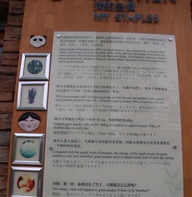 你真可爱，我能把你发到朋友圈吗？ ——小记我校高一年级熊猫基地参访